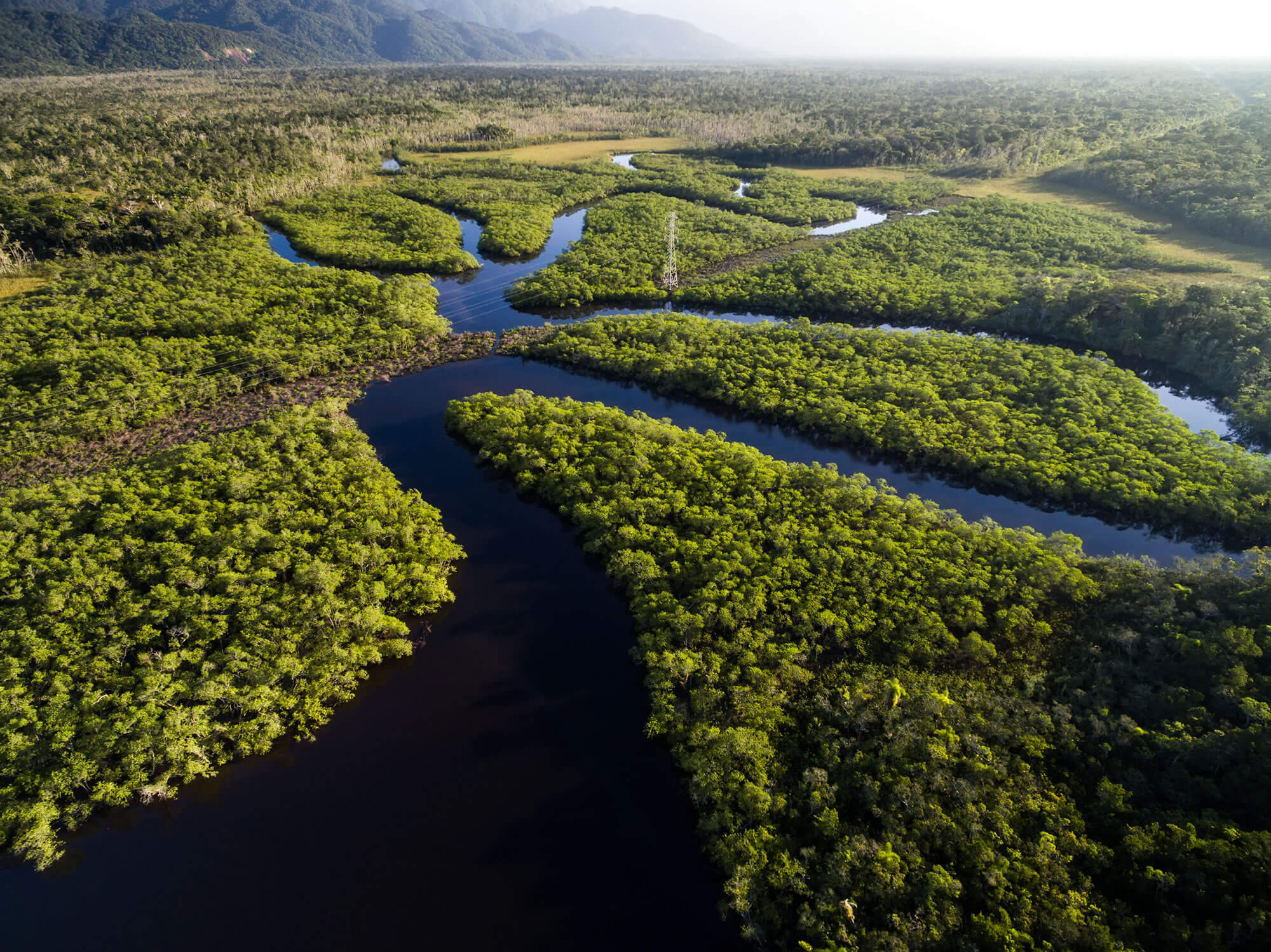 Rainforest in Brazil